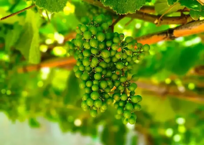 Rural O Salazon Hotel Cambados